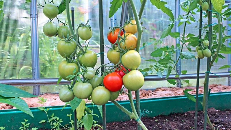 Теплица для помидор из поликарбоната в Воронеже