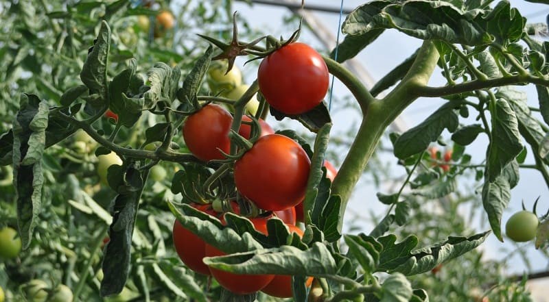 Скручиваются листья на томатах – что делать