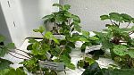 Гидропонные системы HX-01 Smart Garden
