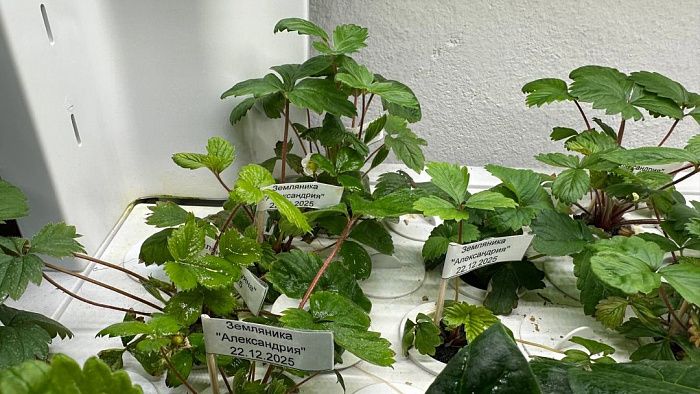 Гидропонные системы H2 Smart Garden