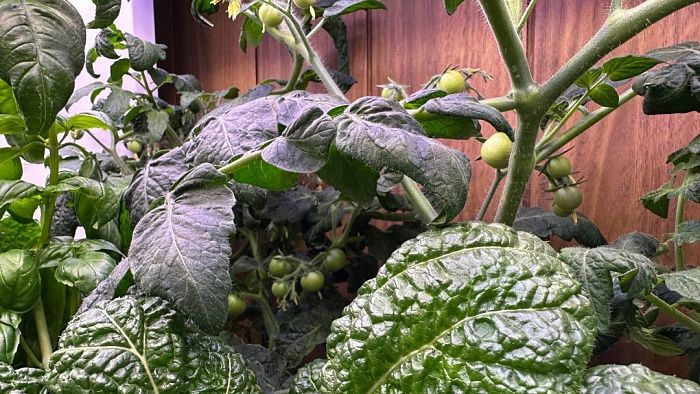 Гидропонные системы H3 Smart Garden