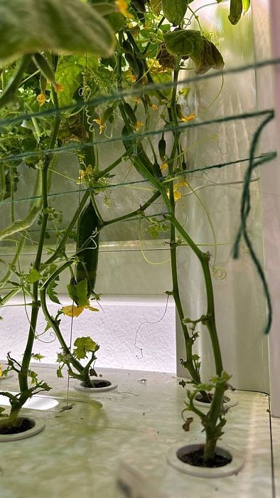Гидропонные системы H3 Smart Garden